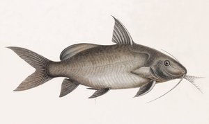 Der Pimelode Scheilan (Nahaufnahme)