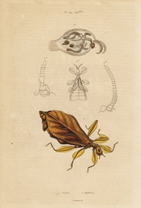 Blattinsekt, Phyllium-Arten, und Nacktschnecke, Phylliroe-Arten