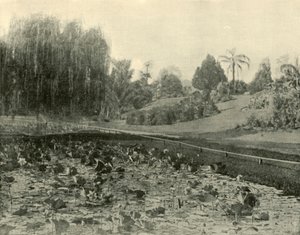 Seerosenteich, Botanische Gärten Brisbane, 1901