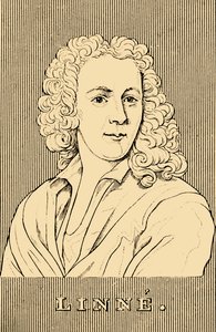 Linne, 1707-1778 von Unbekannt