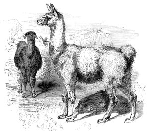 Lamas, um 1880 von Unbekannt