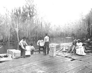 Orangenverladung am Ocklawaha River, Florida, USA, ca. 1900 von Unbekannt