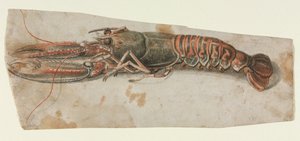 Hummer, 1600er Jahre