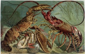 Hummer und Hummer im Kampf - in „La Vita degli animali“ von A.E. Brehm, Turin