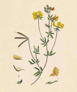 Lotus tenius. Schlanker Hornklee, 19. Jahrhundert