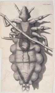 Laus, die an einem menschlichen Haar hängt, in Hookes Micrographia, 1665