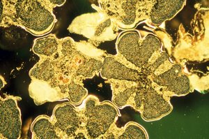 Metalle, Nicht-Eisenhaltig, LM Titandioxid-Perlen