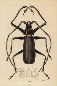 Macrotoma hayesii Käfer von Unbekannt