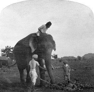 Meister Ekbal füttert einen Elefanten, Indien, 1900er Jahre