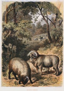 Merinoschafe, ca. 1860 von Unbekannt