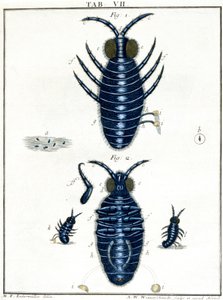 Mikroskopie von Unbekannt