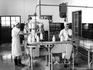 Milchproduktion, Zagreb, Jugoslawien, 1952 von Unbekannt