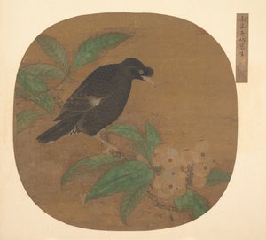 Minah-Vogel auf einem Loquat-Zweig von Unbekannt