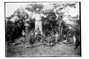 Affen, ca. 1910 von Unbekannt