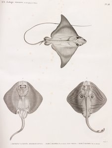 Mourine Vachette & Gestreifter Rochen von Unbekannt