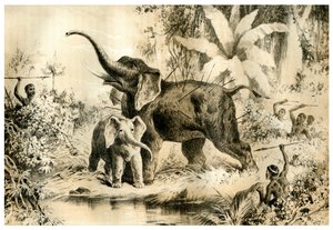 Einheimische spießen einen Elefanten auf, 1883