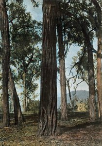 Nouvelle-Guinee. Le Bois De Fer, Papua-Neuguinea - Eisenholzbäume, 1900 von Unbekannt