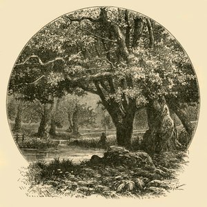 Eichen in Bradgate, 1898