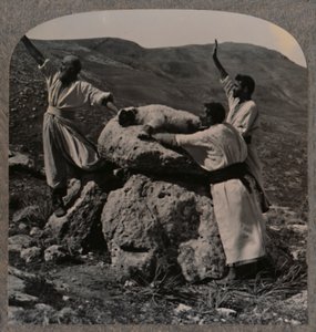 Opfergabe eines Lammes auf dem Altar, Moreh, ca. 1900 von Unbekannt