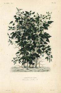 Gemeine Waldrebe, Clematis vitalba