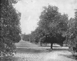 Orangenhain, Sevilla, Florida, USA, ca. 1900