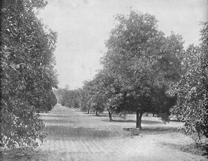 Orangenhain, Sevilla, Florida, um 1897
