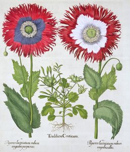 Ziermohn, 1613
