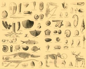 Paläontologie von Unbekannt