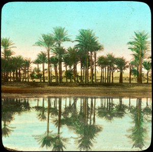 Palmen, die sich im Wasser spiegeln, Indien, späte 19. oder frühe 20. Jahrhundert von Unbekannt