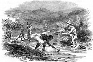 Goldwaschen während des kalifornischen Goldrauschs von 1849 von Unbekannt