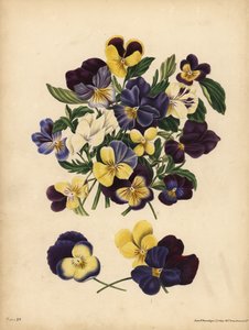 Stiefmütterchen, Pensees oder Herzfreude, Viola tricolor, Gedanken: Du beschäftigst meine Gedanken oder Pensez a Moi von Unbekannt