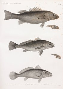 Perche Allongee; Sciene Aigle & Sciene Corb von Unbekannt
