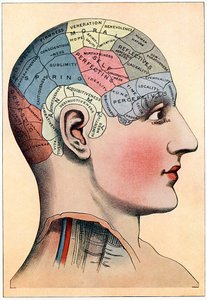 Phrenologiekarte, die vermutete Aktivitätsbereiche des Gehirns zeigt, ca. 1920