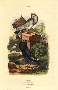 Taubenrassen: Pigeon Cavalier Faraud, Pigeon Lillois Elegant