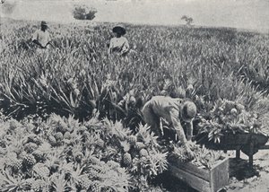Ananasfeld, Queensland, 1923 von Unbekannt