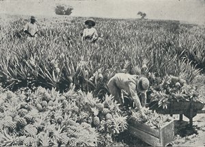 Ananasplantage, 1916 von Unbekannt