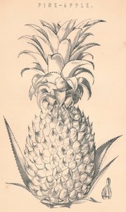 Ananas, 19. Jahrhundert