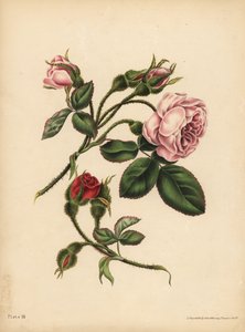 Rosa und scharlachrote Moosrosenknospen, Schönheit, Liebe und Poesie