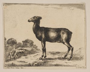 Hirsch, aus Verschiedene Tiere, nach 1641 von Unbekannt