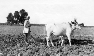 Pflügen in Indien, 1917