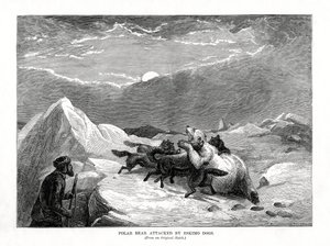 Eisbär von Eskimohunden angegriffen, 1877 von Unbekannt
