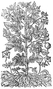 Kartoffel, 1640
