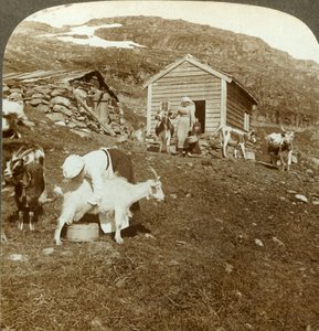 Hübsche norwegische Mädchen hüten Kühe und Ziegen auf den Haukeli-Bergen, Norwegen, ca. 1905
