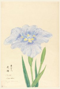 Druck, Tanz des Tigers (Tora-Odori), Nr. 48