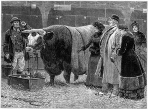 Preisgekrönter Stier, 1883
