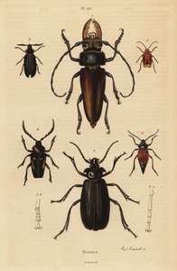 Psalidognathus friendii 1, Madre de la Culebra, Acanthinodera cumingii 2, Allocerus dilaticorne 3, Callipogos barbatus 4, Anacolus sanguineus 5 und Prionus flavipennis 6 von Unbekannt