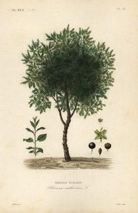 Purgier-Kreuzdorn, Rhamnus cathartica von Unbekannt