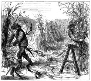 Ernten und Korn zum Trocknen aufschichten, Lake Drie, Kanada, 1880 von Unbekannt