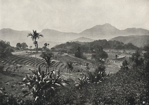 Reisfelder in Terrassen angelegt, 1926 von Unbekannt