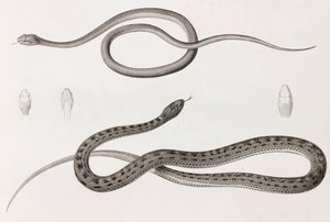 Reptilien: Zwei Nahaufnahmen von Abbildungen von Schlangen von Unbekannt